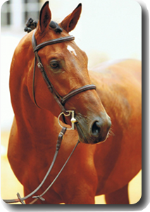 cheval-pub.png